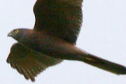 Brown Goshawk (Accipiter fasciatus)
